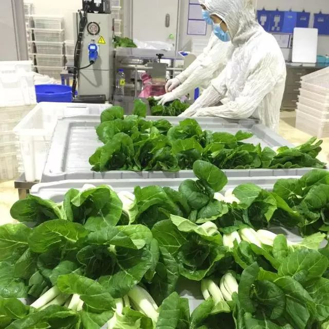金磚國宴上的綠色奇跡 LED植物工廠如何顛覆傳統農業